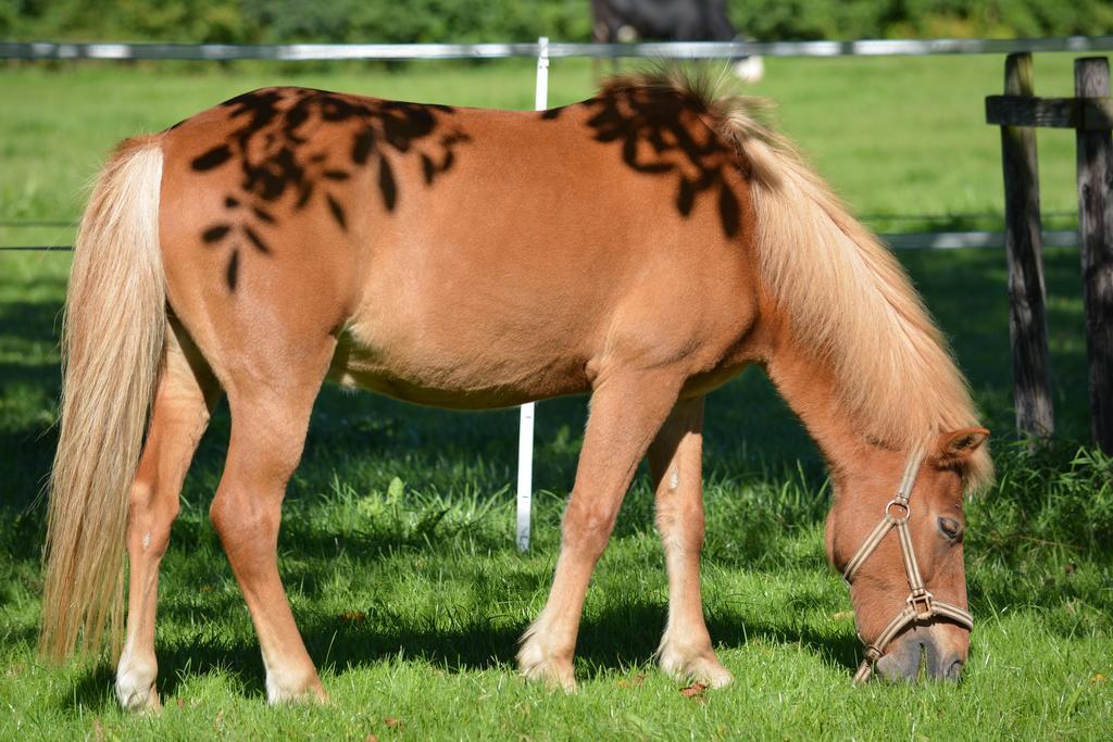 Hof-Tschannen Lengwil Екстер'єр фото